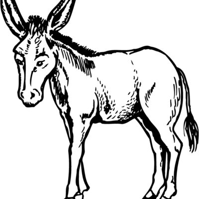 BURRO001 Thumbnail
