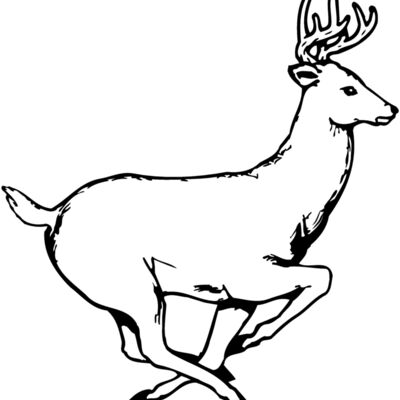 DEER003 Thumbnail