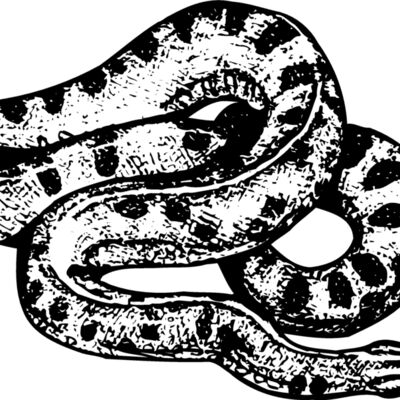 SNAKE010 Thumbnail