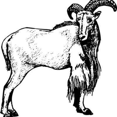 Rams Thumbnail