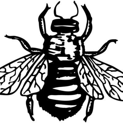 Fly Thumbnail