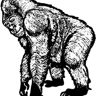 Monkey Thumbnail