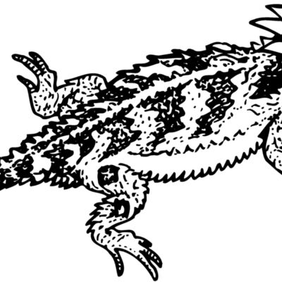 Iguana Thumbnail
