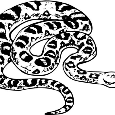 Snake Thumbnail