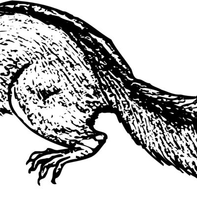Squirrel Thumbnail