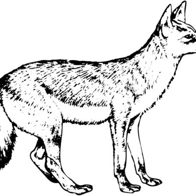 Wolves Thumbnail